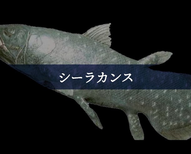 シーラカンス